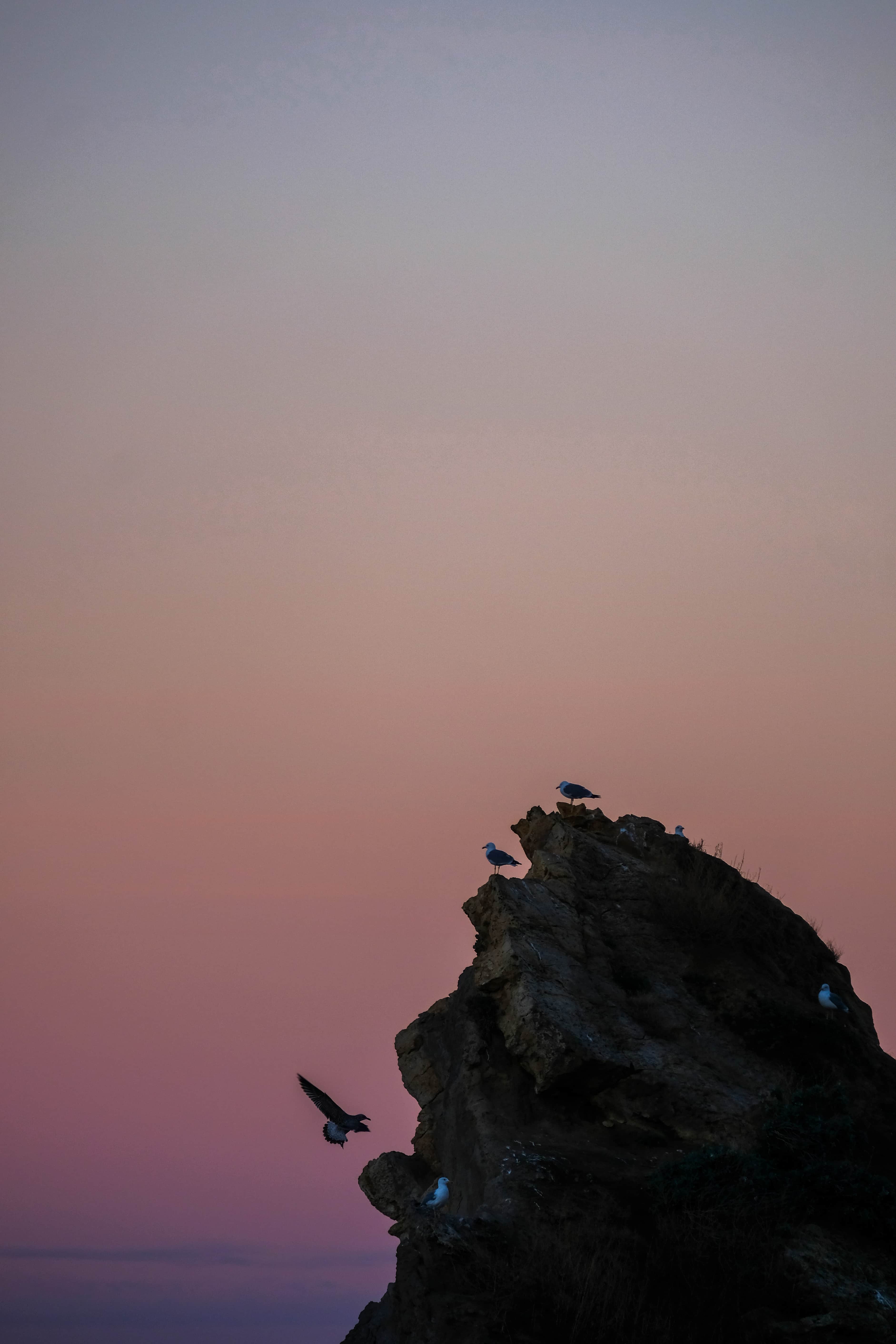 matin rose oiseau ocean photographe poster nature paysage pays basque biarritz cote claire favry