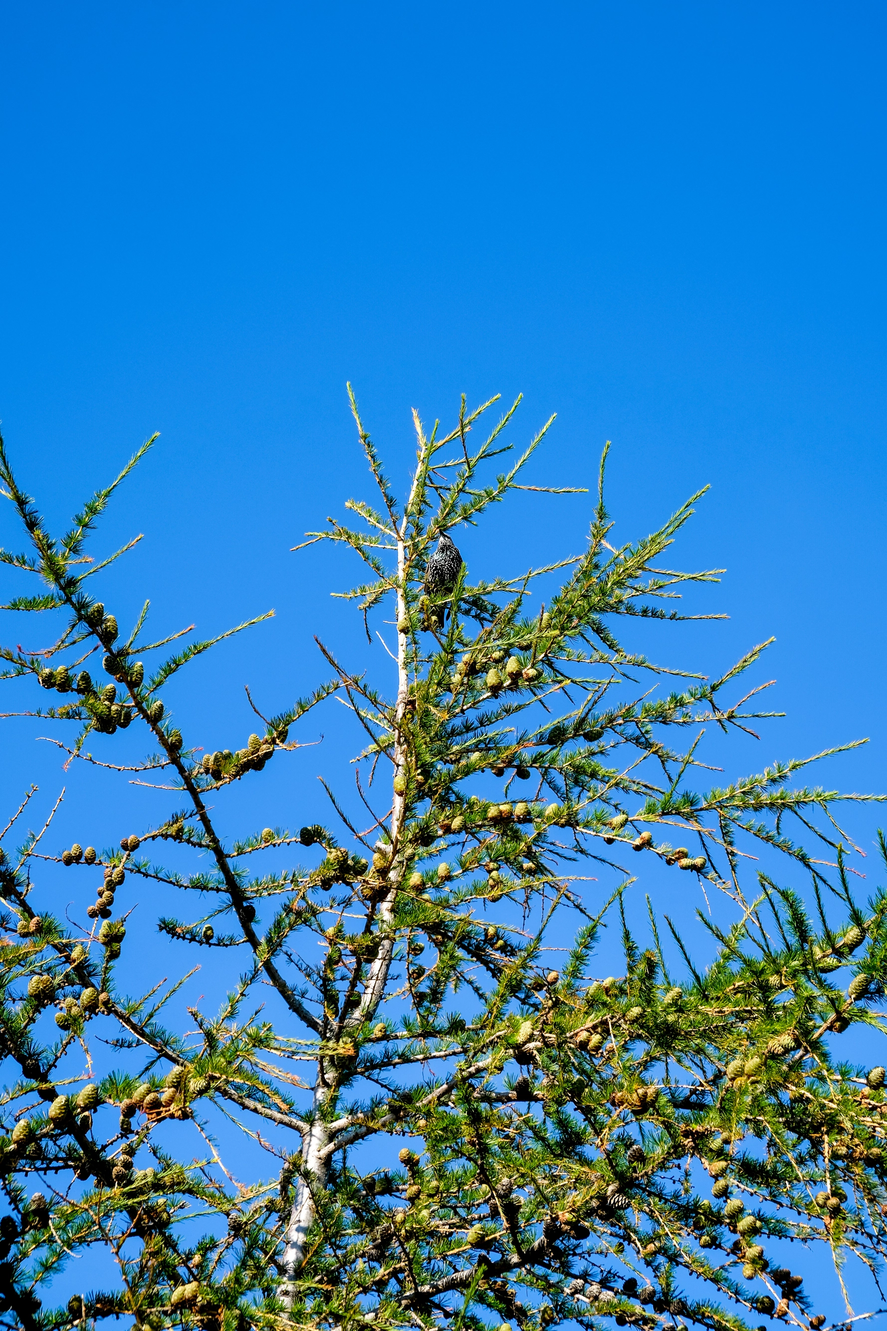 pin-chanteur-trondheim-photographie-norvege-claire-favry